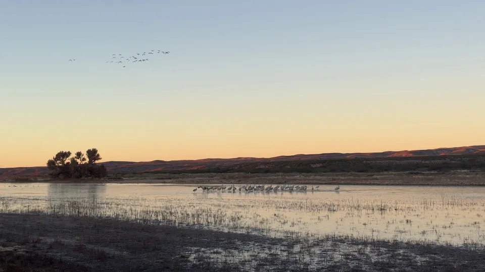 Photograph of Cranes8 at Bosque Del Apache National Wildlife Refuge, New Mexico.