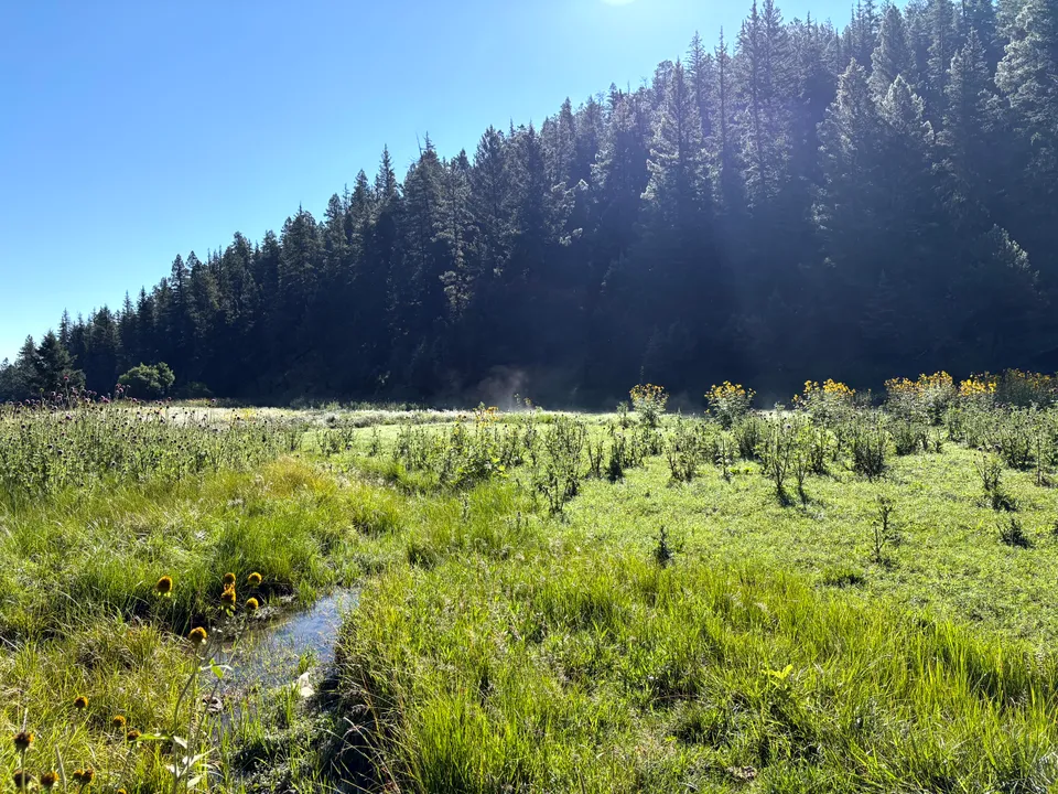 Photograph of Fields at Lincoln National Forest, New Mexico.