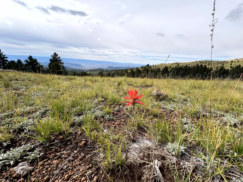 A red flower on Mount Taylor