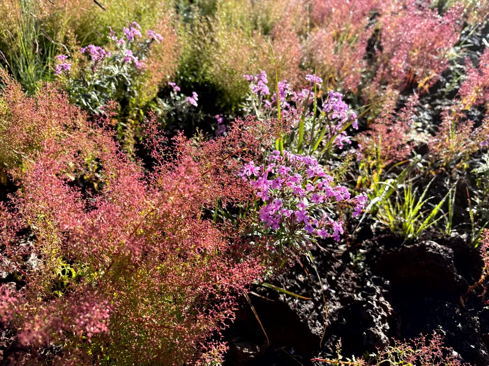 Wildflowers at El Calderon