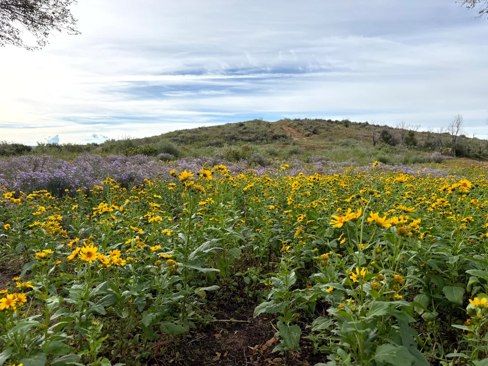 Wildflowers in Red Rock Park