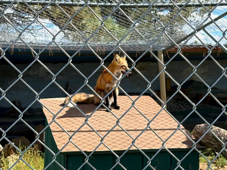 A wolf at Wild Spirit Wolf Sanctuary