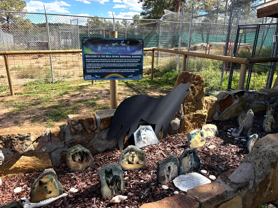 A wolf at Wild Spirit Wolf Sanctuary