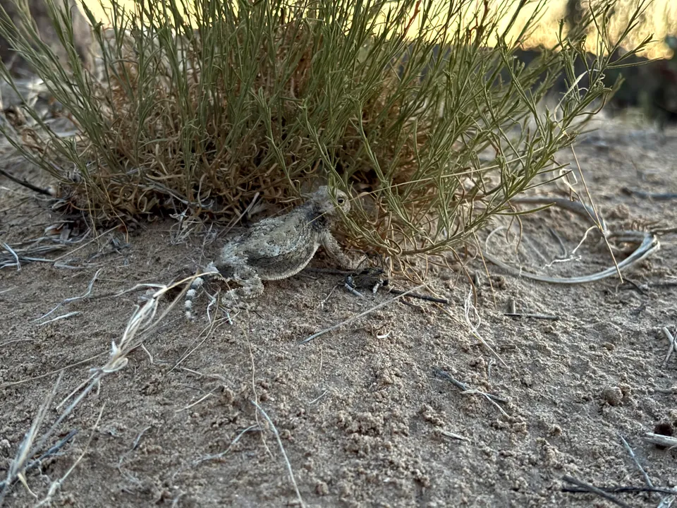 Photograph of Horny Toad at Turtleback Mountain, New Mexico.