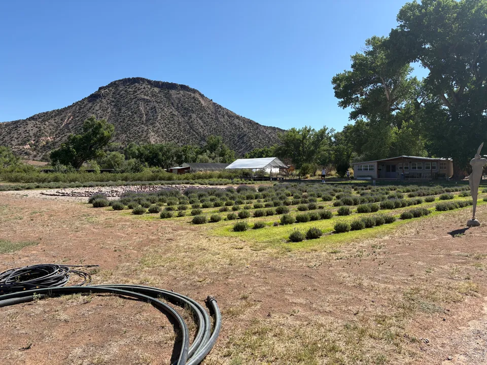 Purple Adobe Lavender Farm