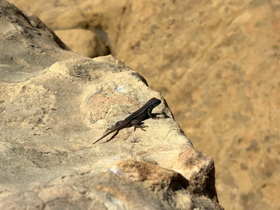 A small lizard on the rocks at Sandstone Bluffs