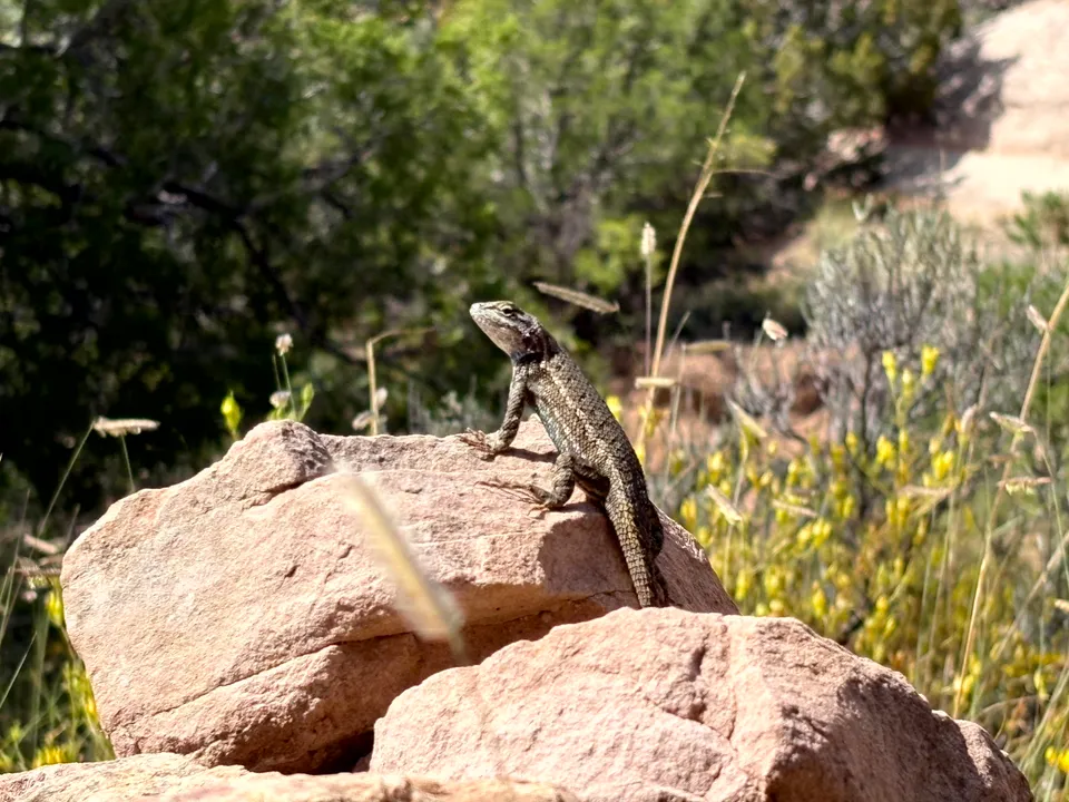 Photograph of Lizard at Red Rock Park, New Mexico.