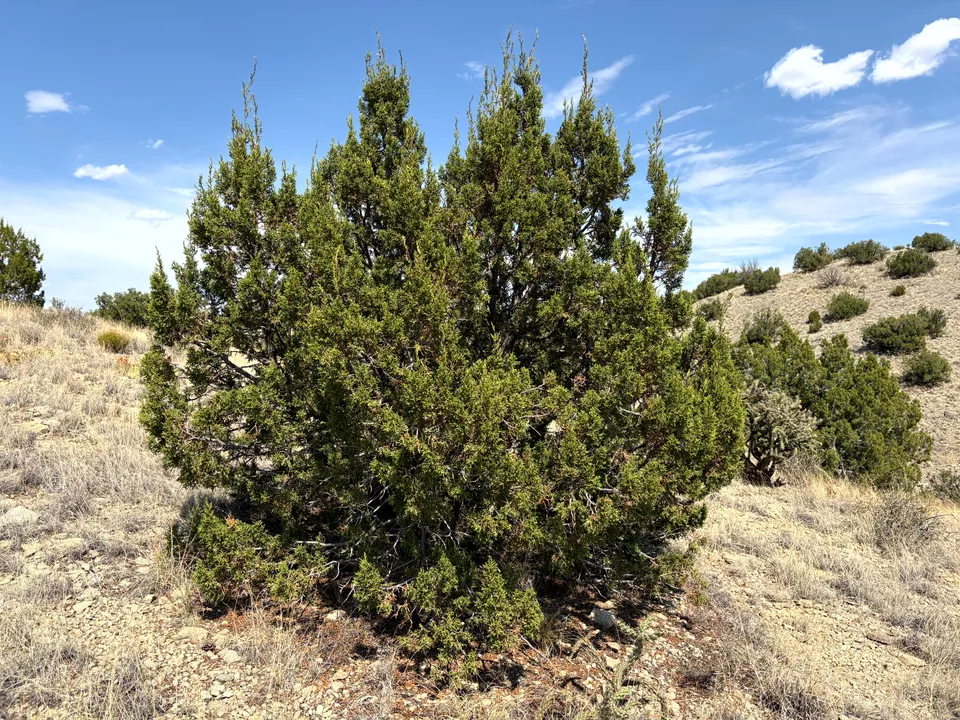 Photograph of Park4 at Cerrillos Hills State Park, New Mexico.