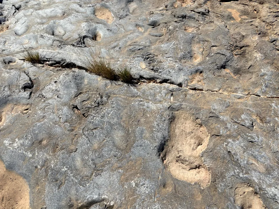 Photograph of Tracks3 at Prehistoric Trackways National Monument, New Mexico.