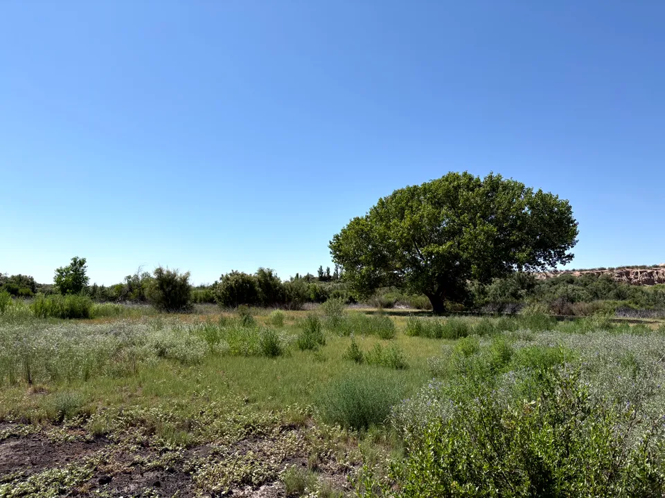 Photograph of Trail at Mesilla Valley Bosque State Park, New Mexico.