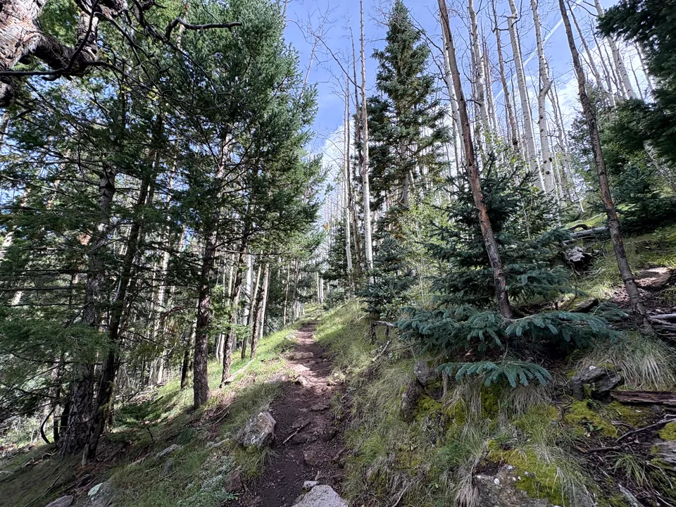 Gooseberry Springs Trail on Mount Taylor