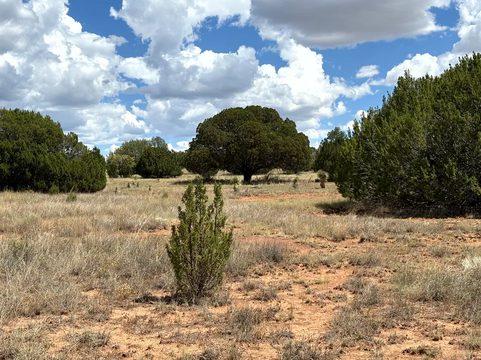Photograph of Tree at Dragonfly Petroglyph Site, New Mexico.
