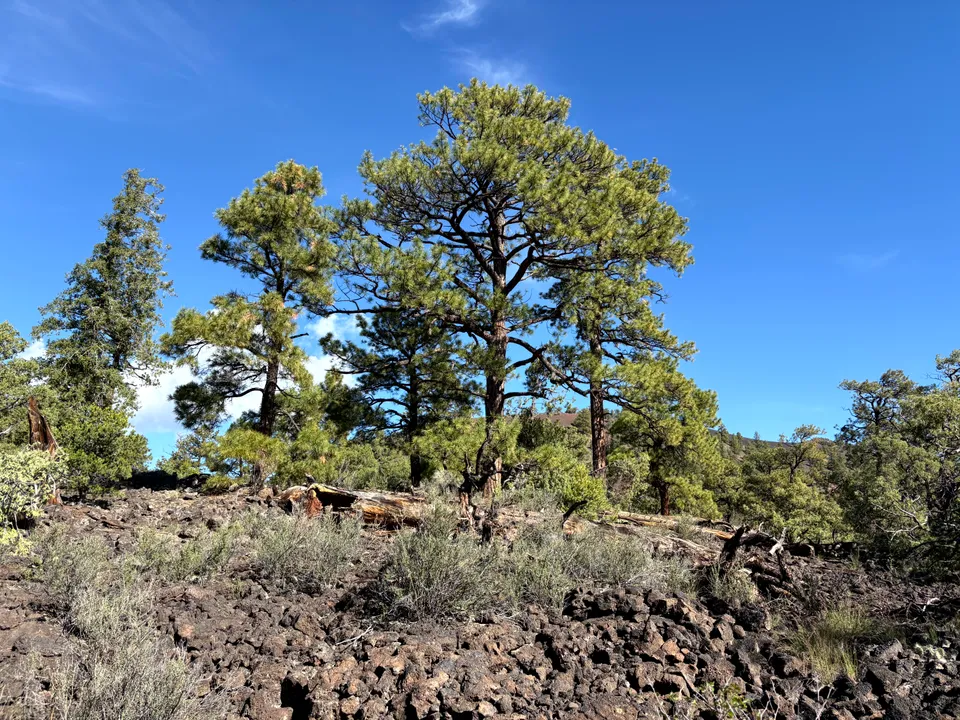 Tree near the Ice Cave at the base of Bandera Volcano