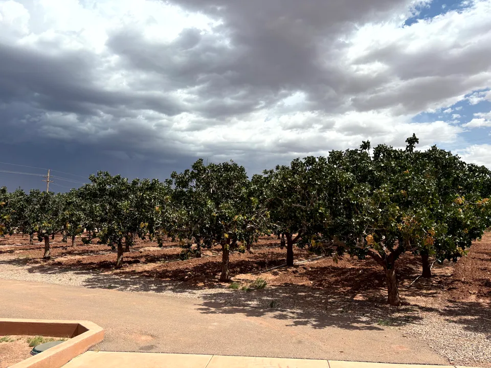 Photograph of Trees at Worlds Largest Pistachio, New Mexico.
