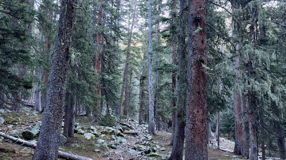 Photograph of Wheeler2 at Wheeler Peak, New Mexico.