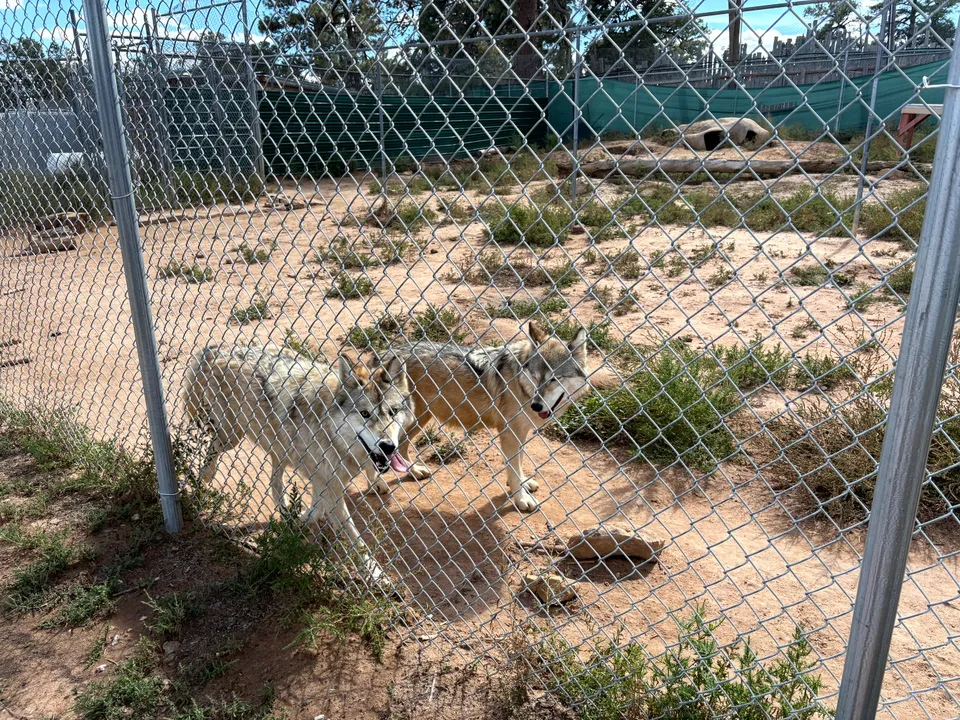 Photograph of Wolf at Wild Spirit Wolf Sanctuary, New Mexico.