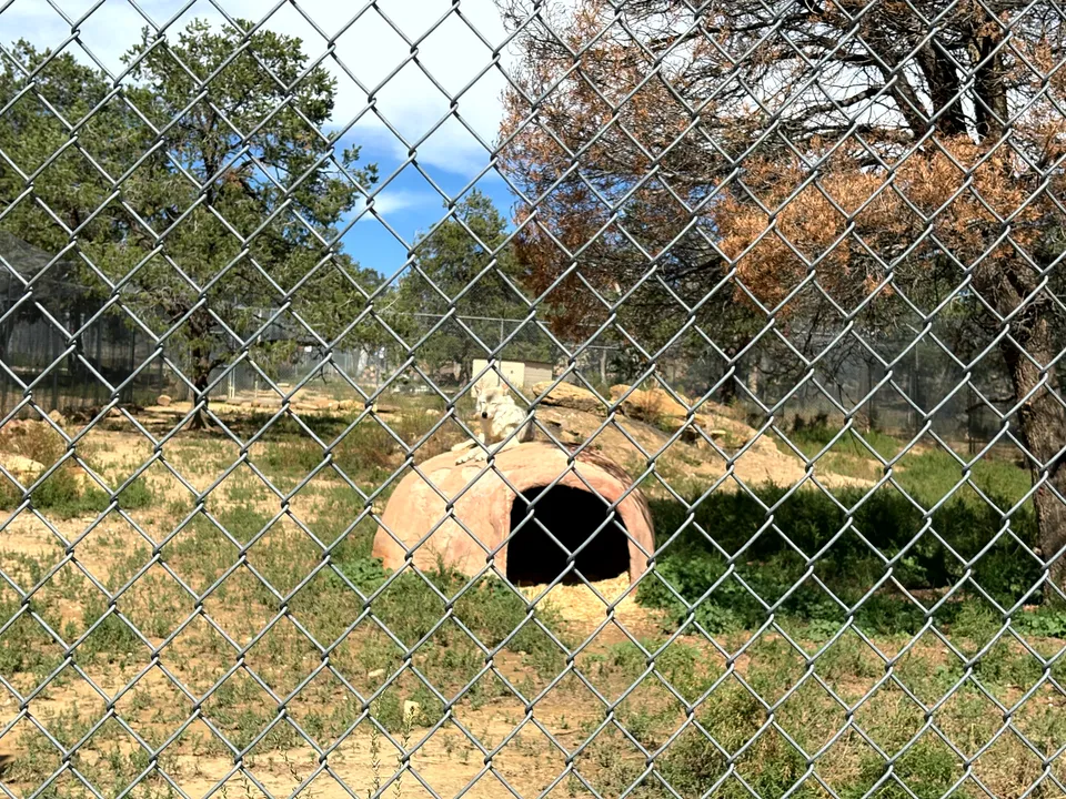 Photograph of Wolf2 at Wild Spirit Wolf Sanctuary, New Mexico.