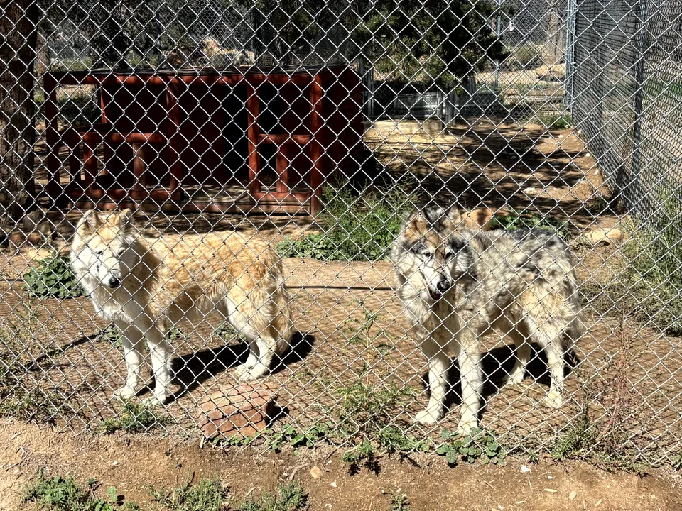 Photograph of Wolf4 at Wild Spirit Wolf Sanctuary, New Mexico.