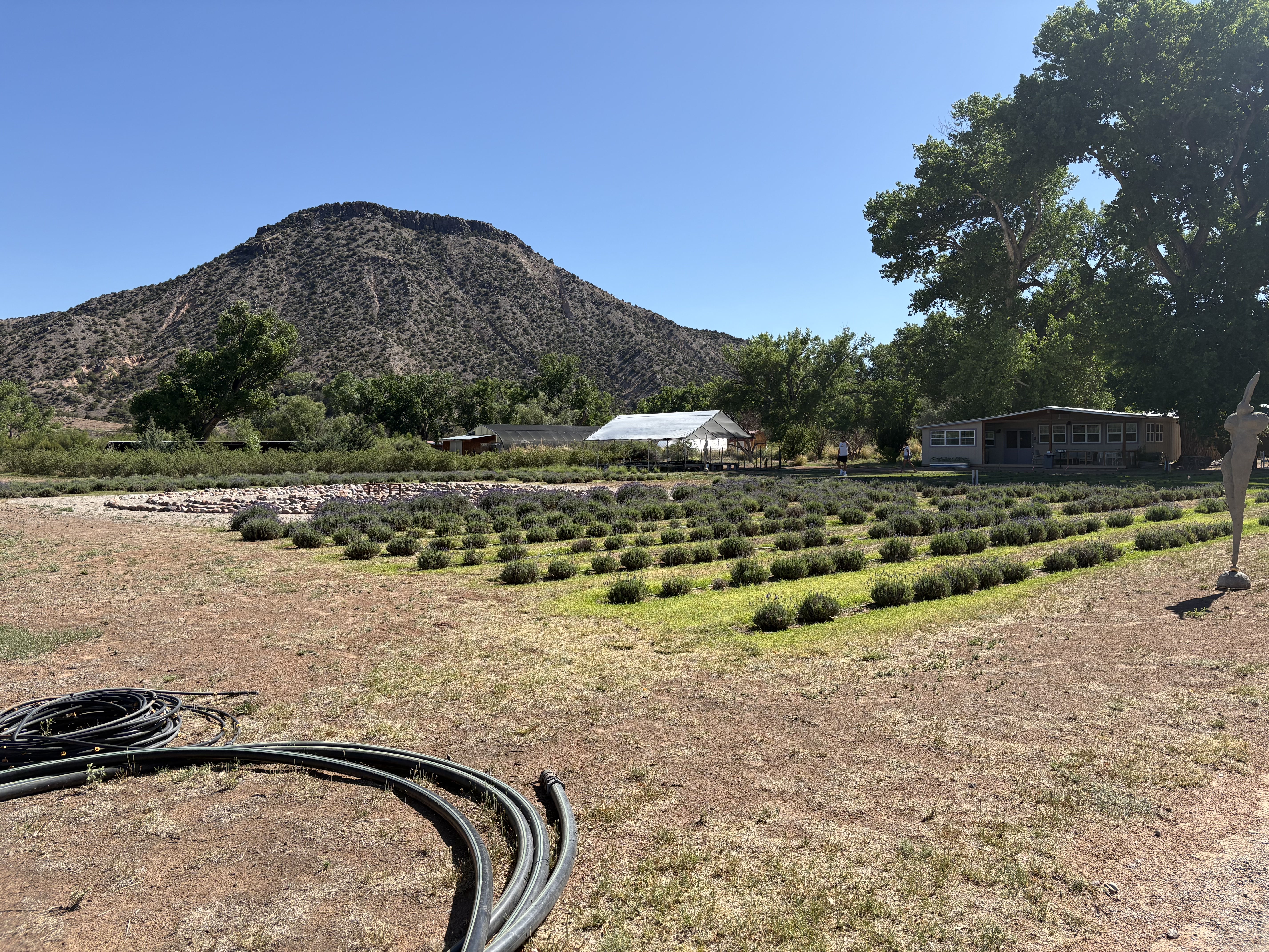 Purple Adobe Lavender Farm
