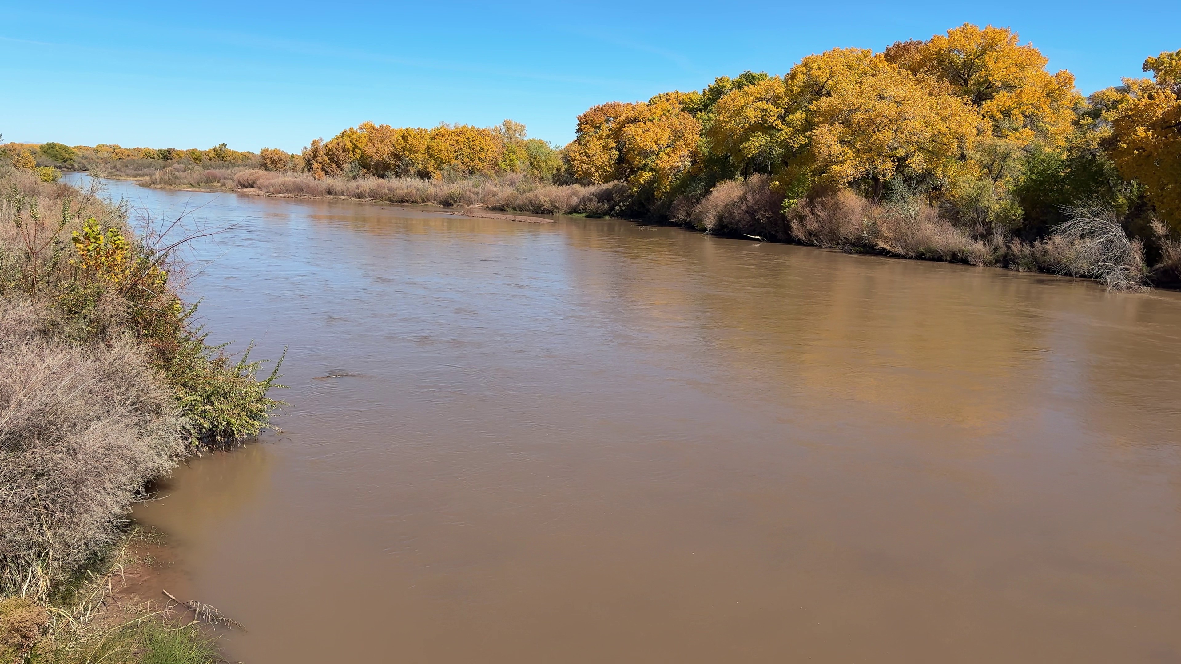 Cottonwood trees along the Rio Grande Bosque in Albuquerque