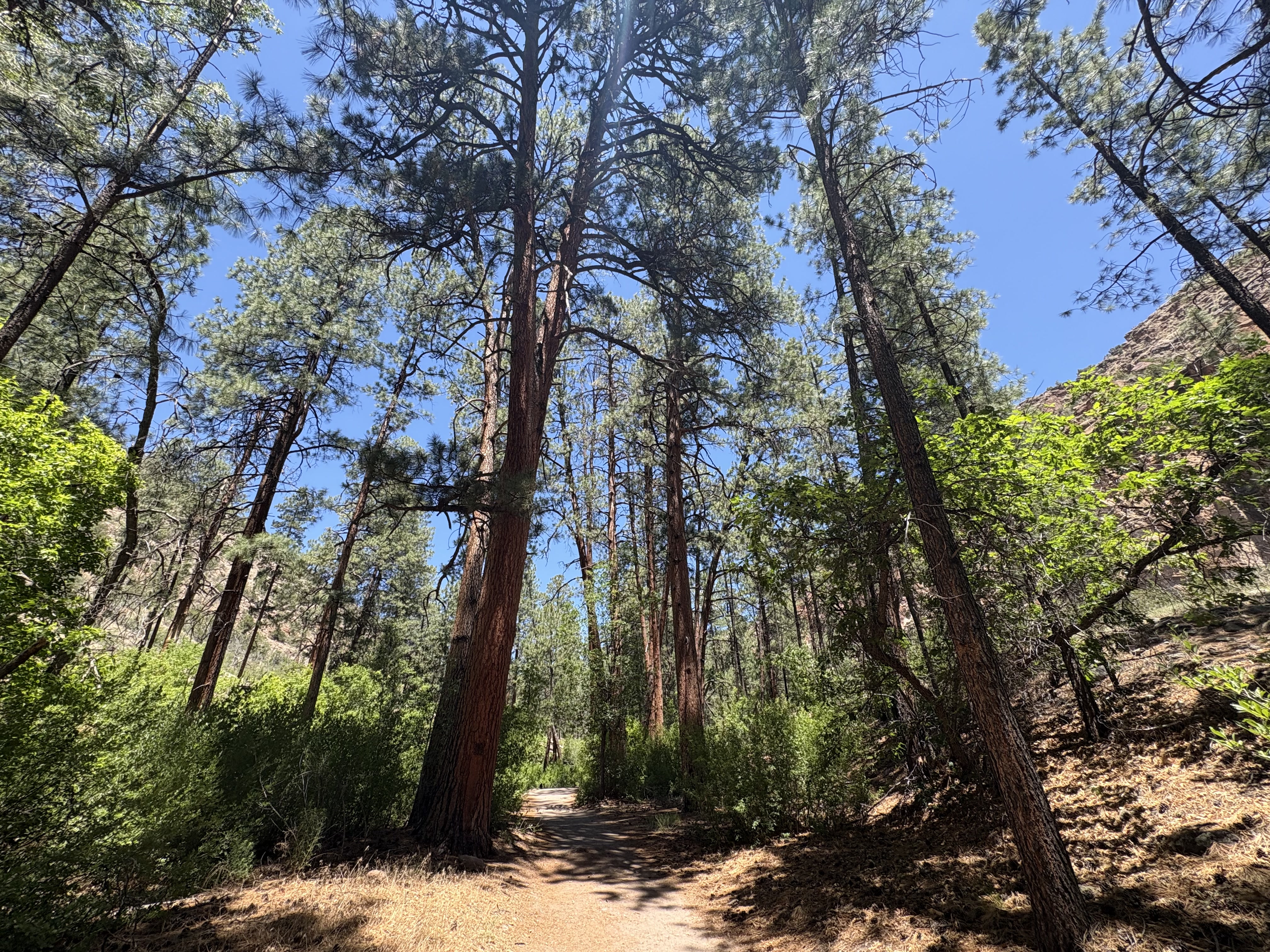 Bandelier canyon scenery