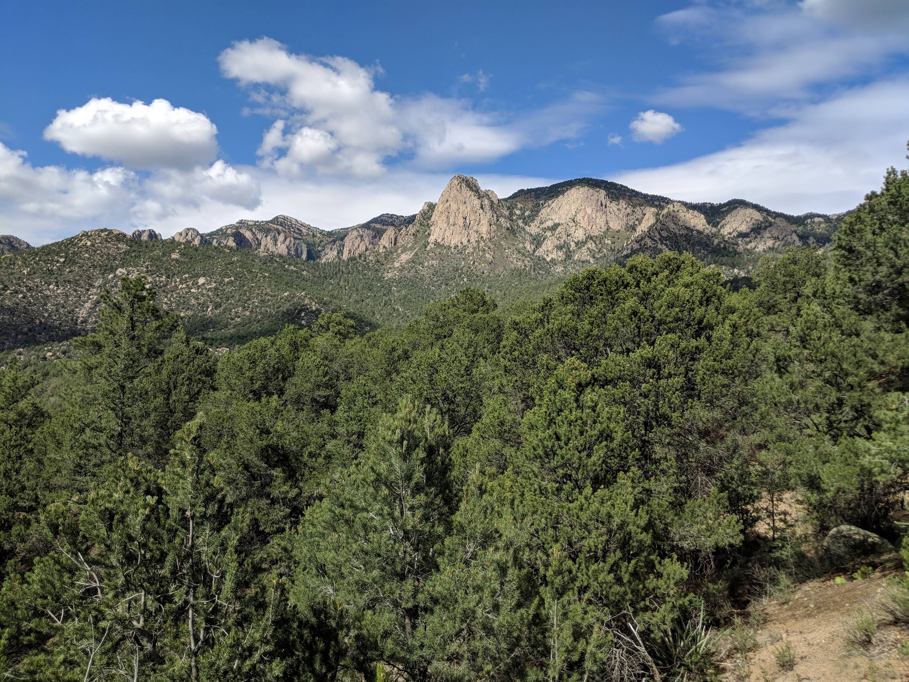 Scenic view of Cibola National Forest