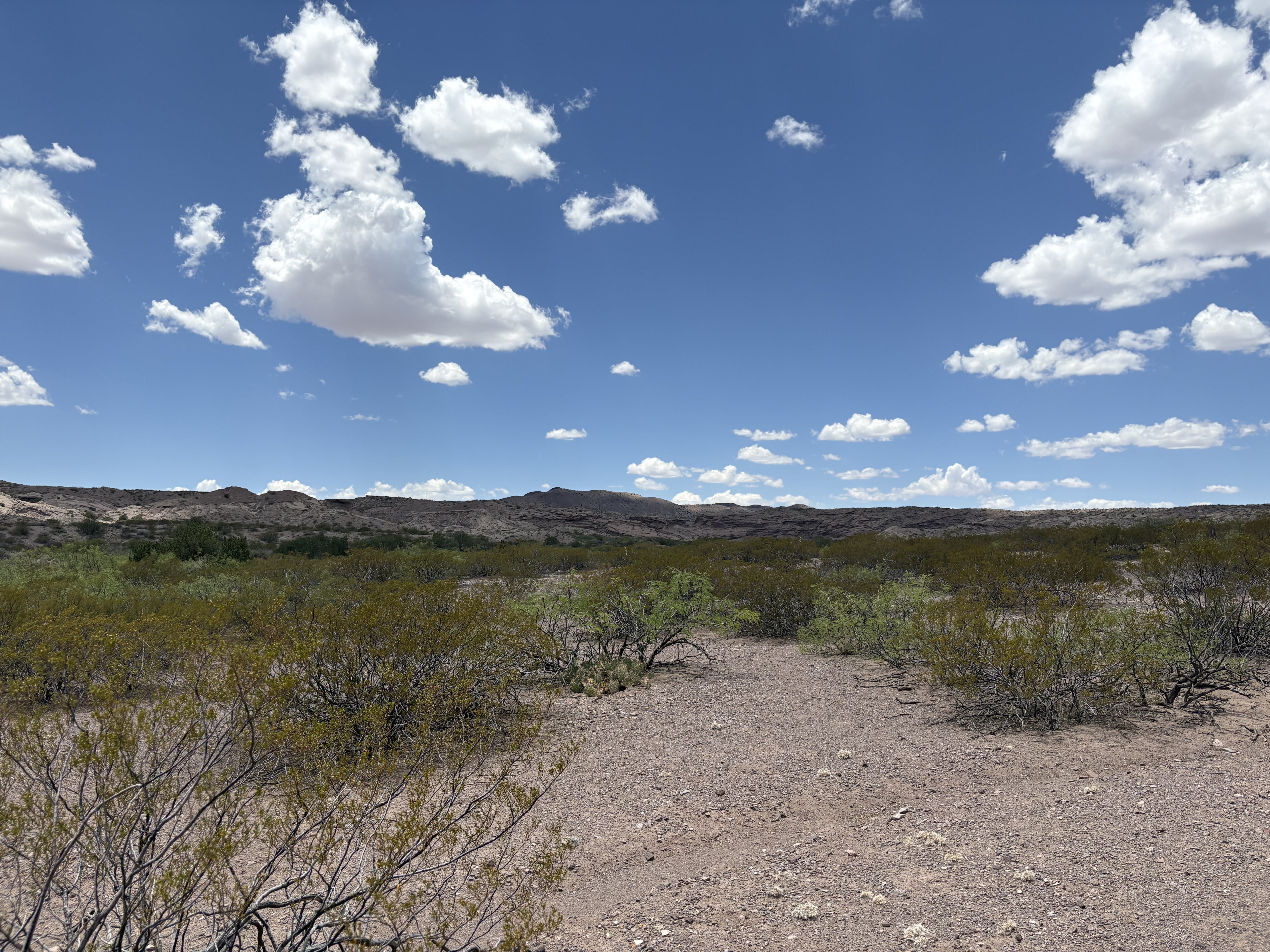 Scenic view of Sevilleta National Wildlife Refuge